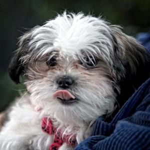 Meet your Posher, Joanne